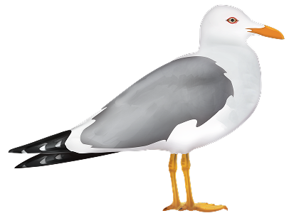 Seagull
